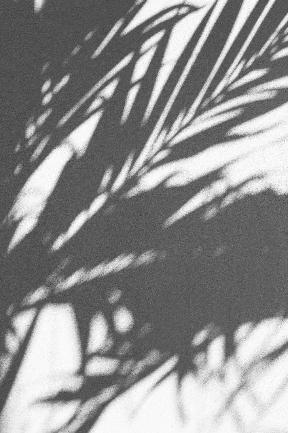 Palm-frond shadows across a textured grey wall.