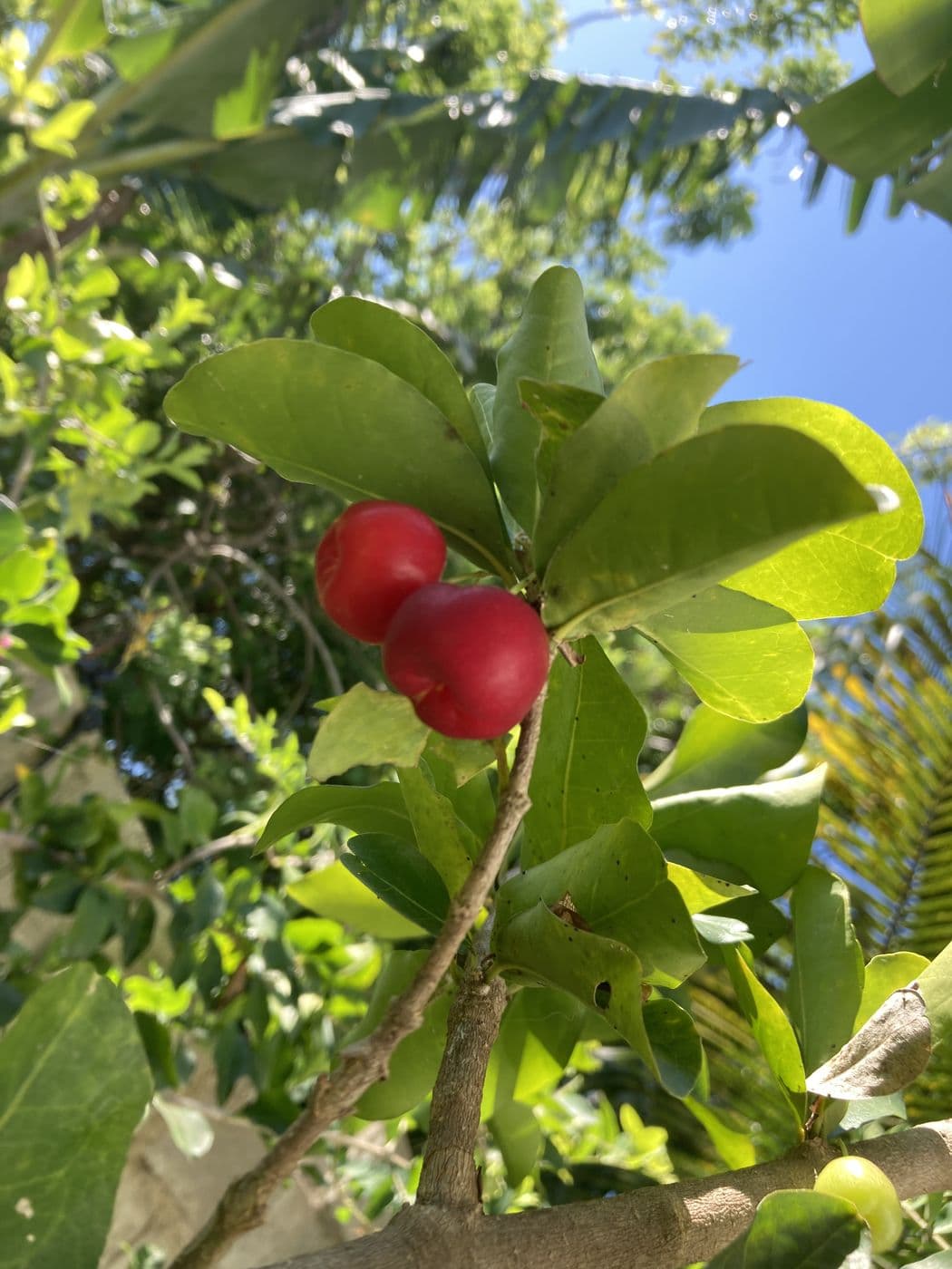 Two ripe red acerola cherries on a leafy branch.