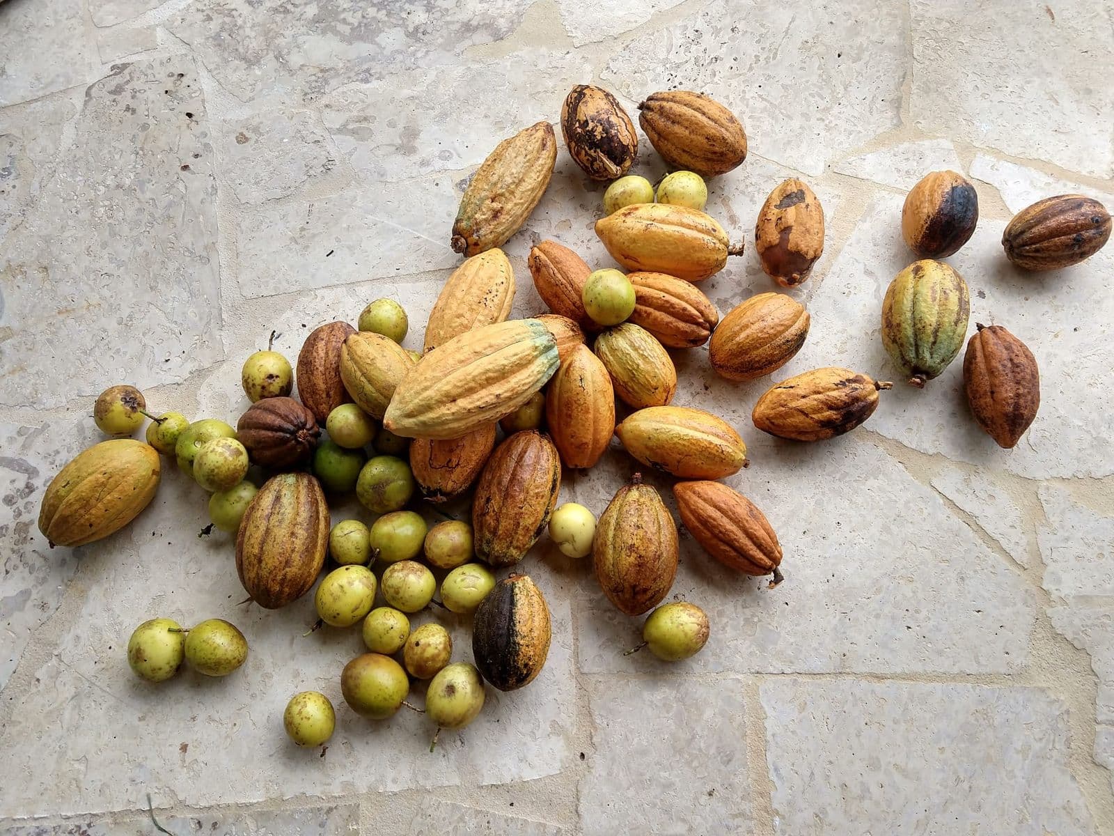 Freshly picked cacao pods and small green fruits spread across a stone floor.