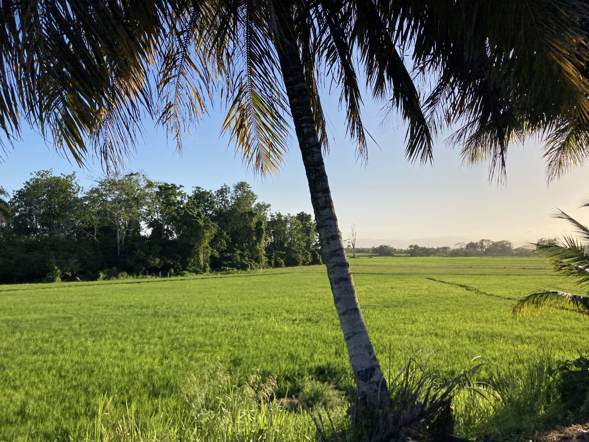 A coconut palm leaning over a bright green rice field in the Dominican countryside.